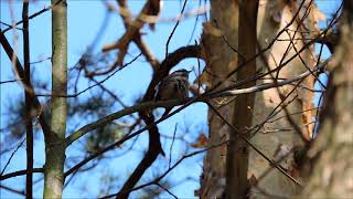 Kowalik (Sitta europaea) - Bukowiec Jabłonowski