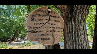 "Дървото на желанията" оцеля в бурите в Русе, носи щастие според легендата