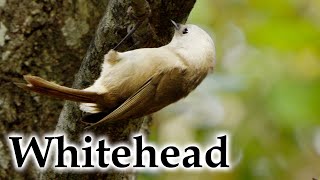 Late Autumn Whitehead / Pōpokotea  #4k #birds #birdsong #newzealandbirds #nativebirds