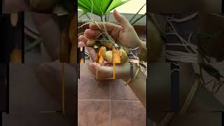 Growing Potato In Old Plastic Bag In Home #shorts | Make Grow Bag From Waste Plastic Bag