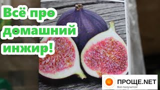 Комнатный инжир от А до Я: уход, формировка, вредители, подкормки, где купить. Полезный и красивый!