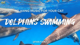 | 4K | Calming Music for Cats | 4K | Dolphins Swimming | 4K | Relaxing and Calming Music | 4K |