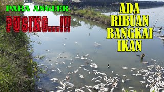 ribuan bangkai ikan membuat pemancing geleng geleng berdampak sepi gondolan