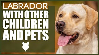 LABRADOR WITH CHILDREN AND PETS