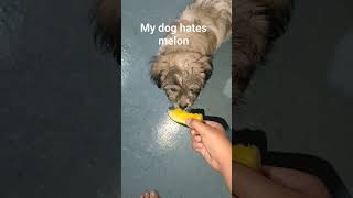 Man my dog hates melon