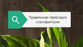 Как правильно пересадить спатифиллум (женское счастье)?