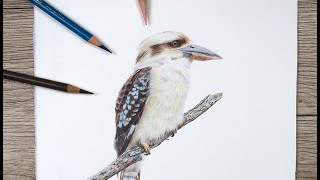 Kookaburra tutorial - How to Draw a Kookaburra