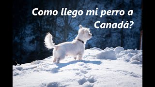 Como llego mi perro a Canadá???