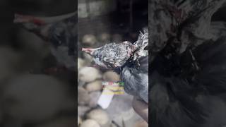 Pigeon killed by huge Rat Snake #ratsnake #viralvideo #trending #snakerescue #wildlife #reptiles