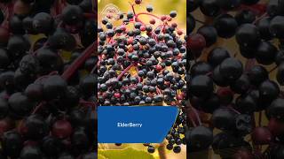 Elderberry What you Need to Know! It is Amazing #elderberry #mushtaqvibes #shorts