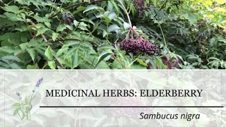 Elderberry