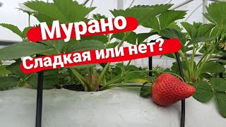 Клубника Мурано. Весна. Первая ягода. Замеряем BRIX.