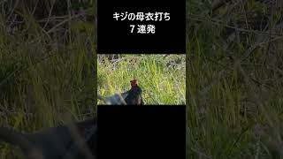 キジの母衣打ち 。動画はコメント欄からどうぞ