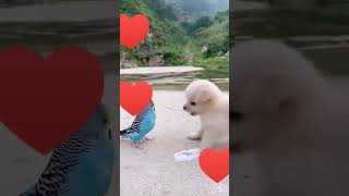 Puppy And Budgie Bird Playing With Each Other #youtube #subscribe #shorts #viral #cute #puppy #bird