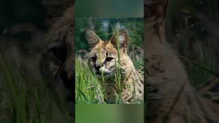 Africa's Jumping Cat. #shorts #ytshorts