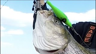 Episode 43 : Jigging Striped Bass In Early Spring Fishing New Jersey 2020