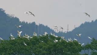 A large number of egrets have settled in Dali Town, Tengxian County, Wuzhou.