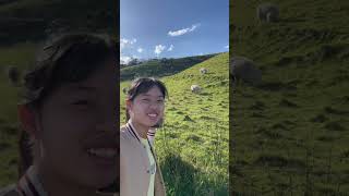 澳洲旅游 站在山顶俯瞰阿波罗湾 ,太美了！还有羊群咩咩叫｜looking at Apollo bay below from the mountain