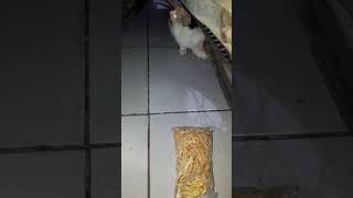 kucing makan