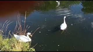 Duck feeding in London