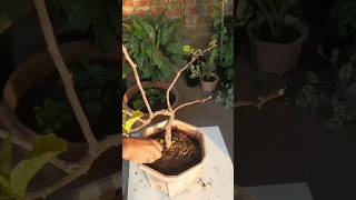 Plant Repotting 82 (Bougainvillea)..#bougainvillea #ytshorts #shorts #trending #plants #gardening