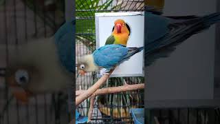 Blue Lovebird and Friends: Cute 5-Minute Cage Highlights