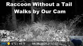 Raccoon Without a Tail Triggers Our Trail Cam