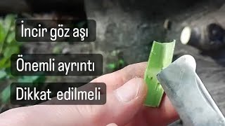 incir göz aşı nasıl yapılır