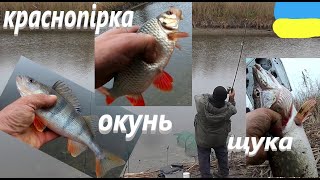 #Сула #Щука Краснопірка Окунь #РибачуЯкУмію