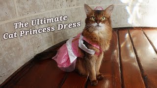 Elegant Feline Models Fairy-Tale Cat Dress