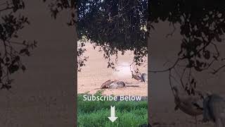 Turkey Hunting Action in California #shorts