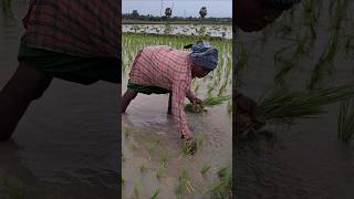 இயந்திரத்தை விட வேகமாக நடவு செய்யும் பாட்டி.. village villagelife traditional farm farming farmer