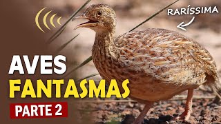 AVES FANTASMAS (Parte 2): ESPÉCIES DIFÍCEIS de observar na NATUREZA!