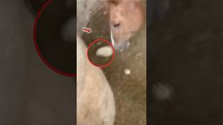 Horse Eat Baby Hen #animals #wildlife #shorts