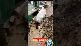 help cow 😭 #viral #youtubeshorts #animals #cow #sad #sadsong | Urdu Hindi TV