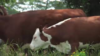 Field Trip: Rotational Intensive Grazing