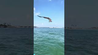 OSPREY ATTACK WHILE KYACK FISHING DUNEDIN CAUSEWAY FLORIDA. IMG 3220