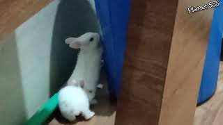 Cute baby Rabbits Feeding Playing Activities/Baby Bunny/Rabbit baby