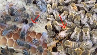 Two Queens in one hive!!!