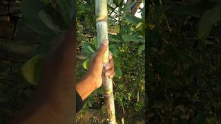 Come friends, I will feed you sugarcane #nature #farming #sugarcane #shorts