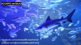 Medusas , Tiburones ,  Acuario del Bajio primera parte #acuario #aquarium #tiburon #medusa