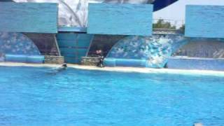 โชว์ปลาวาฬเพชรฆาต Shamu