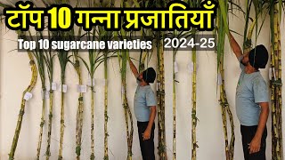 टॉप 10 गन्ना क़िस्में 2024 | Top 10 sugarcane varieties