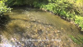 Luxembourg Fishing: Skoczny pstrąg