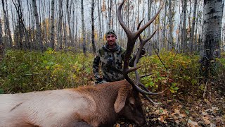 Screaming Alberta Bull Elk Hunt - ACTION PACKED