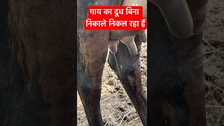 गाय के थन से दूध टपकना ।। Leaky Teat in Cattle #veterinary  Dr Suresh Jangir