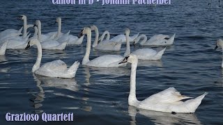 1 hour of Pachelbel's Canon in D - Grazioso Quartett CvartetMures