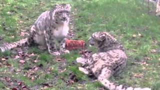 Snow Leopards