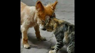 😺 Кто упрямей?! 🐶 Смешное видео с собаками, кошками и котятами! 🐱