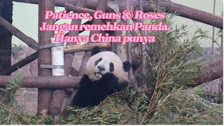 Patience, Guns n Roses - Jangan Remehkan Panda China